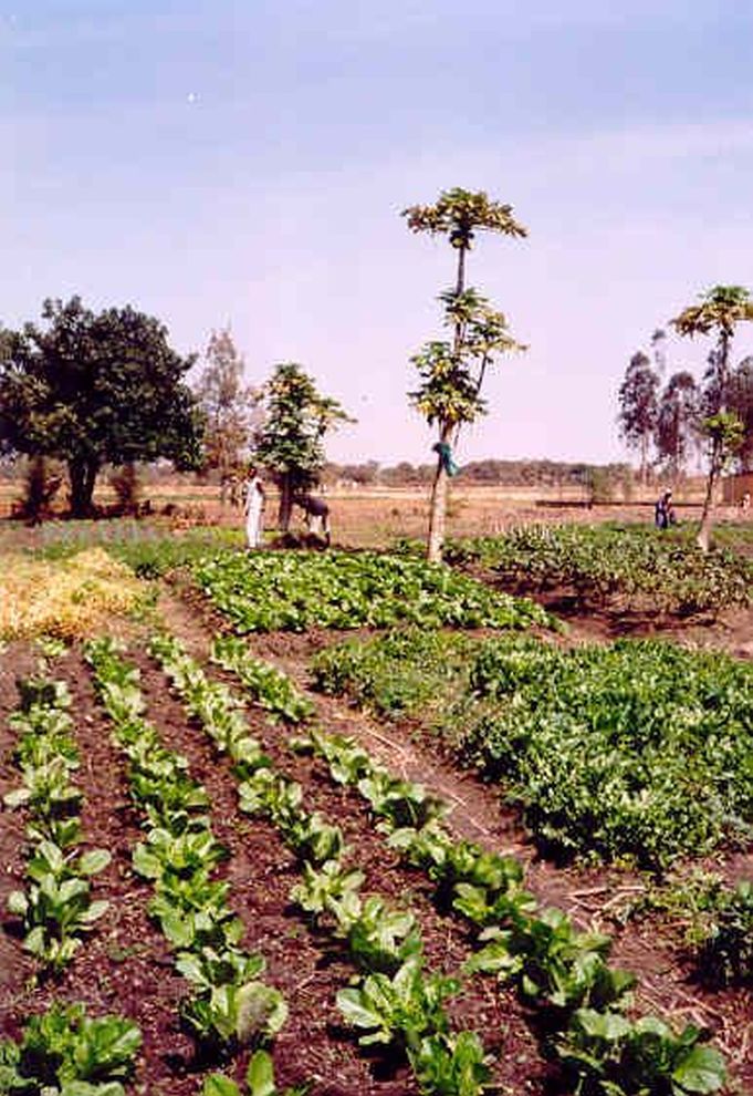 Sisters Farm Cash Crops