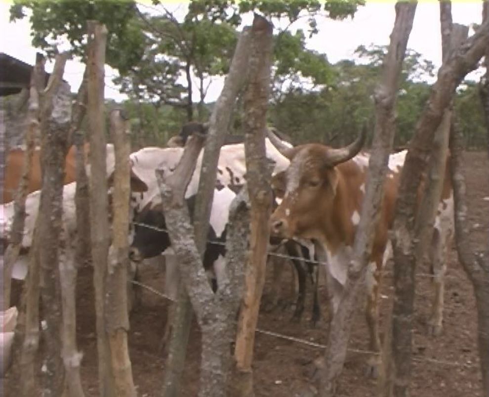 Sisters Farm Cows