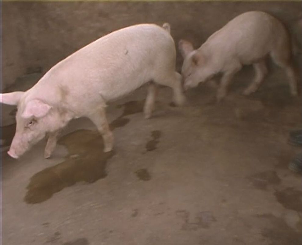 Sisters Farm Pigs Sisters Farm Pigs