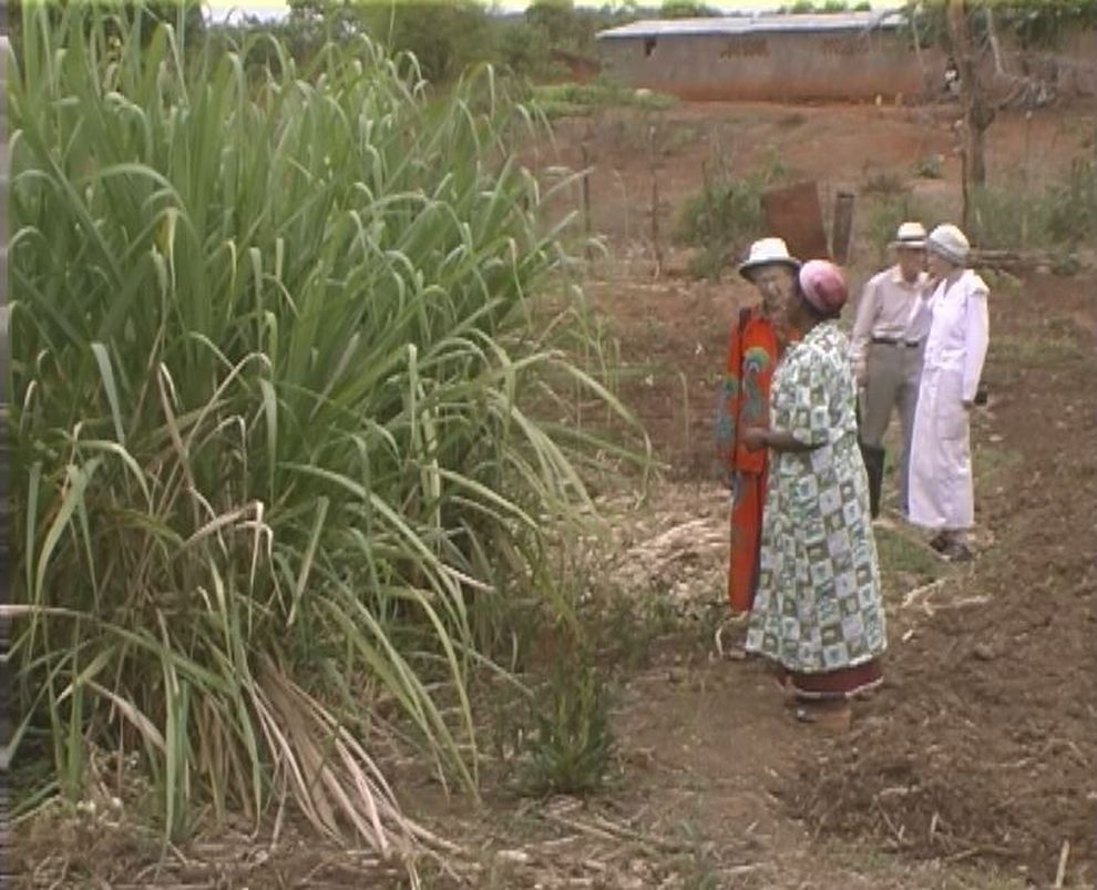 Sisters Farm Sugar Cane